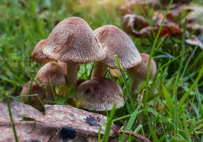 Close-up of mushrooms growing on field