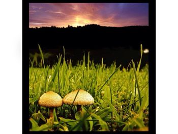 Close-up of plants growing on field