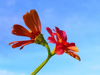 Low angle view of red flowering plant against blue sky