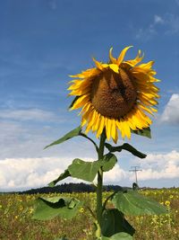 Sunflower on field against sky