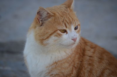 Close-up of a cat looking away