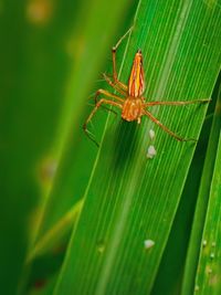 Close-up of insect on leaf