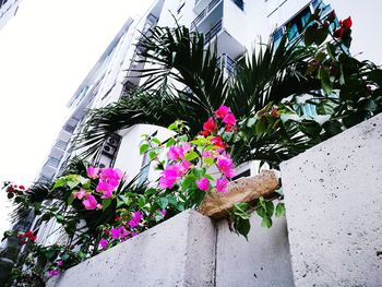 Low angle view of flower trees against sky