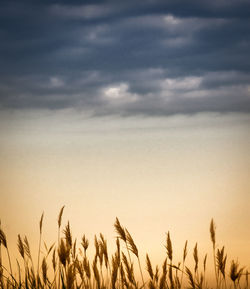 View of stalks in field against cloudy sky