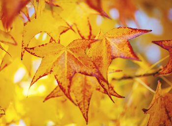 Close-up of yellow maple leaf during autumn