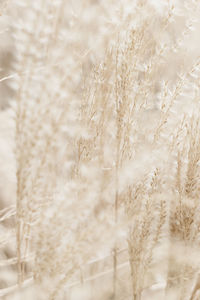 Close-up of wheat field