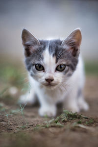 Close-up portrait of a cat