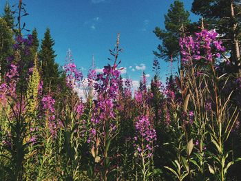 Purple flowering plants on field against sky