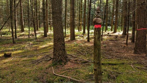 Trees in forest