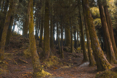 Trees in forest