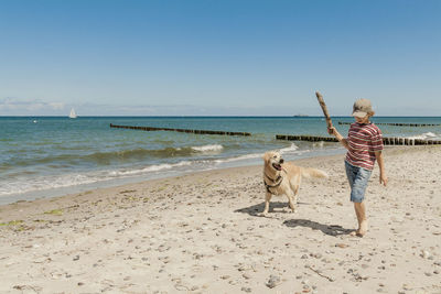 Rear view of dog walking on beach against clear sky
