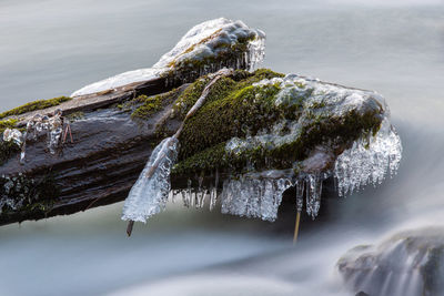 Close-up of frozen plant on rock