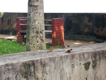 View of birds on wall