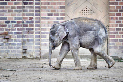 View of elephant in zoo