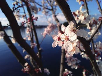 Close-up of cherry blossom