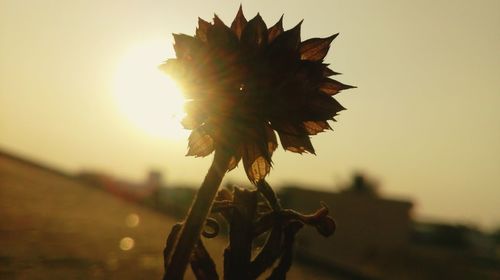 Close-up of flowering plant against sky during sunset