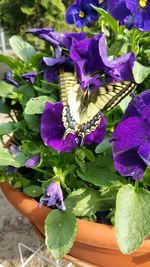 Close-up of purple flowers blooming outdoors