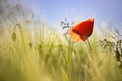 Close-up of poppy on field against sky