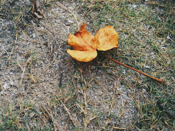 High angle view of dry leaf on field