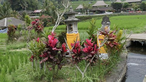 View of flowering plants in garden