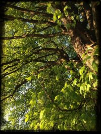 Low angle view of trees