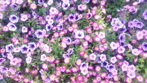 Full frame shot of purple flowers blooming outdoors