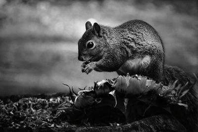 Close-up side view of squirrel on plant