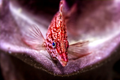 Close-up of fish swimming in sea