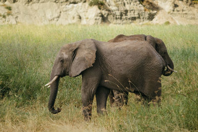 Elephants on field