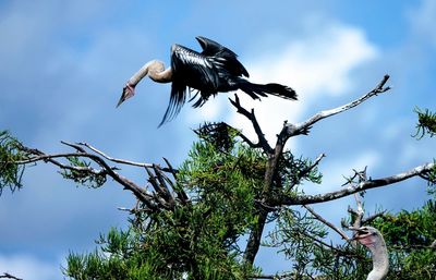 Low angle view of bird flying against the sky