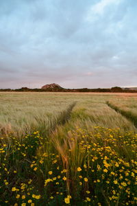 Scenic view of yellow flowering plants and grass growing on field against sky