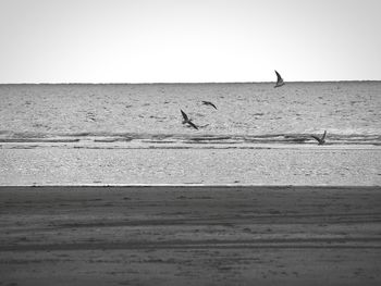 Birds flying over sea against clear sky