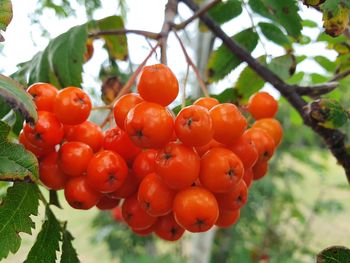 Close-up of red berries growing on tree