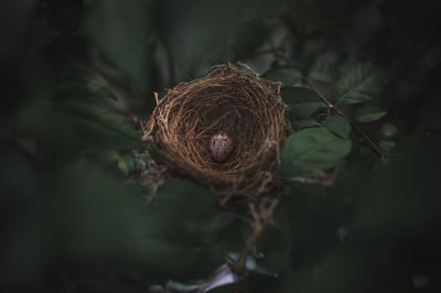 Small bird eggs in the green tree