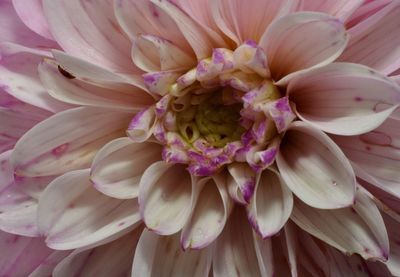 Macro shot of pink flower