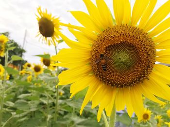 Close-up of sunflower blooming outdoors