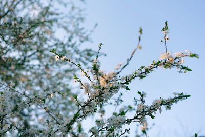 Low angle view of tree against sky