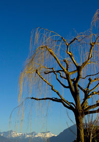 Low angle view of bare willow tree against clear blue sky