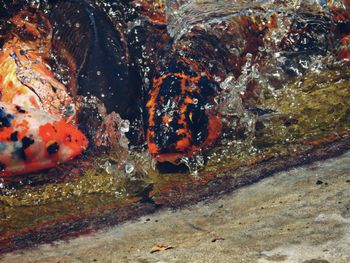 Close-up of fish swimming in sea