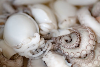 Full frame shot of shells