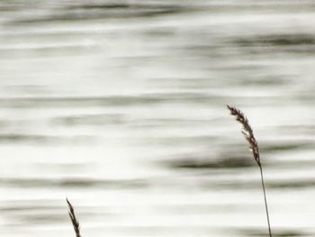 Close-up of plant against blurred background