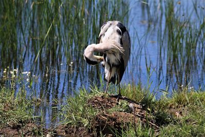 Close up of heron cleaning it self.