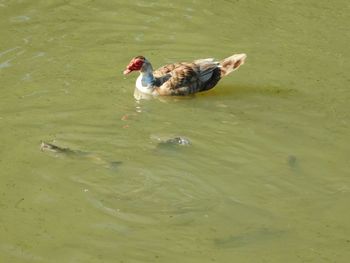 High angle view of duck swimming on lake