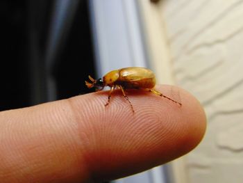 Close-up of ladybug on finger