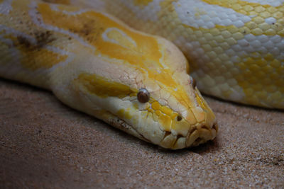 Close-up of lizard