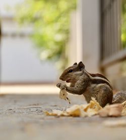 Side view of chipmunk eating leaf on footpath