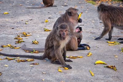 Macaque long tailed monkey, close-up genus macaca cercopithecinae, monkeys in thailand. asia.