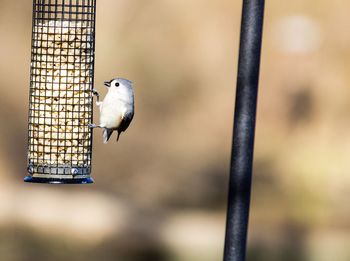 Side view of bird perching on feeder