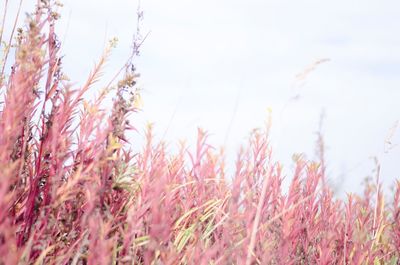 Close-up of stalks in field against sky