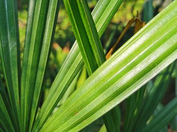 Full frame shot of palm leaf